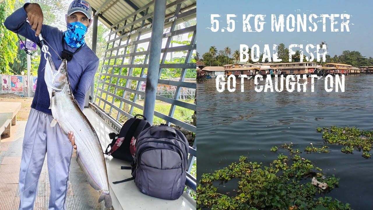 A 5.5kg monster Boal fish got caught on pamba river