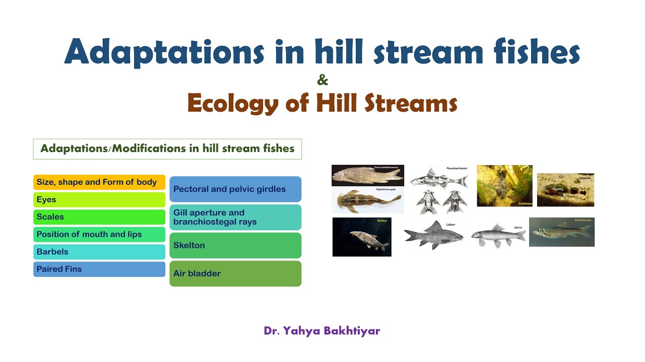 24 Adaptations in hill stream fishes //Ecology of Hill Streams//