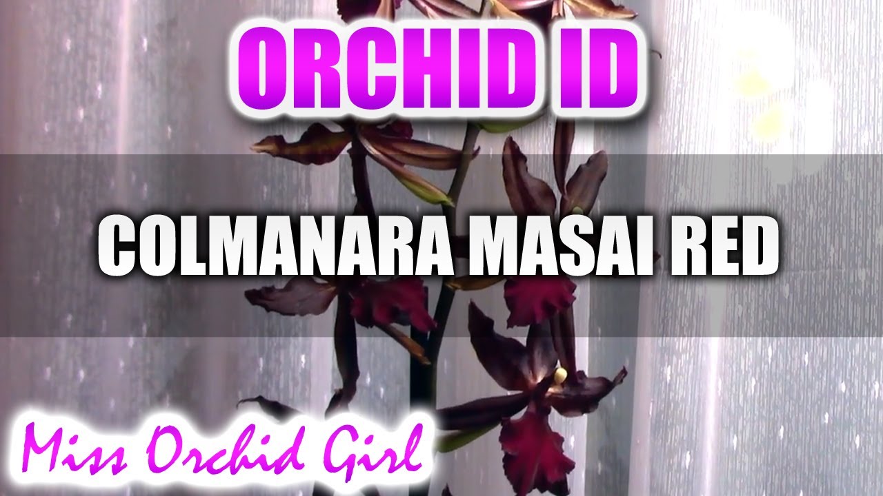 Colmanara Masai Red Orchid - The almost black Orchid