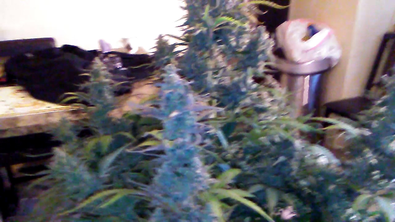 3rd ak47 autoflower week 10 day 70 from germination