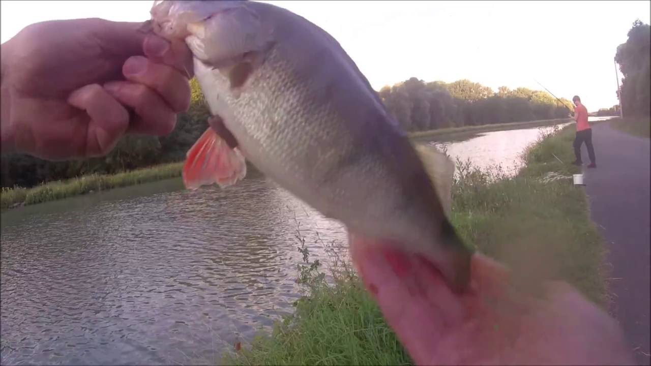 P&ecirc;che de la Perche aux vers et au vif en canal