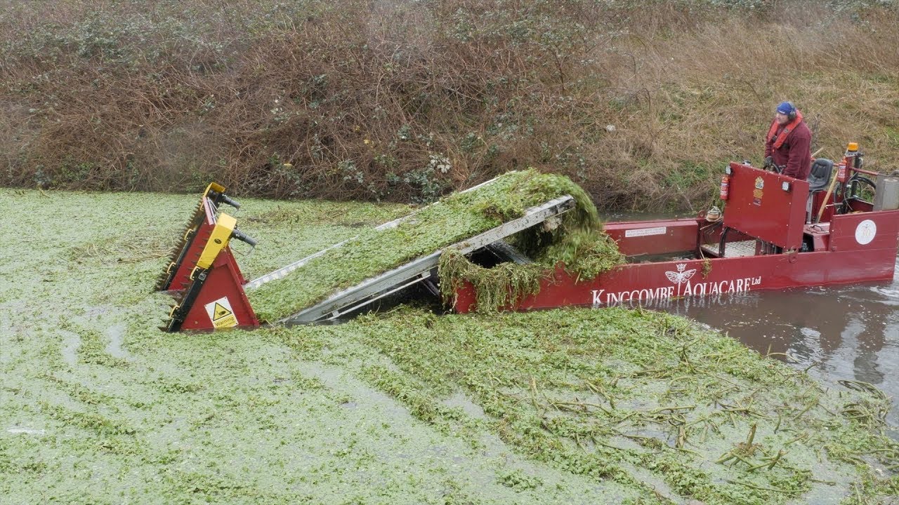 Tackling Floating Pennywort on Thames Tributaries.