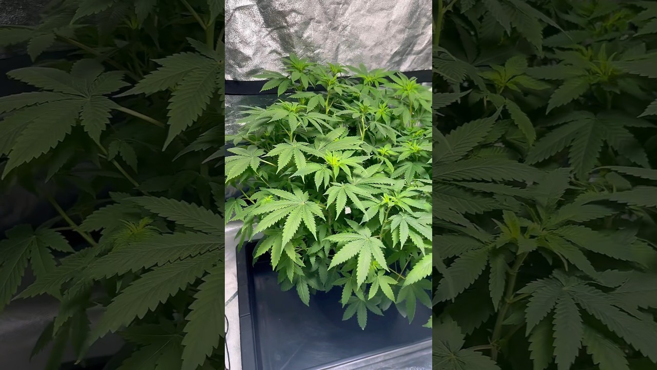 Grow season 🌱🤫