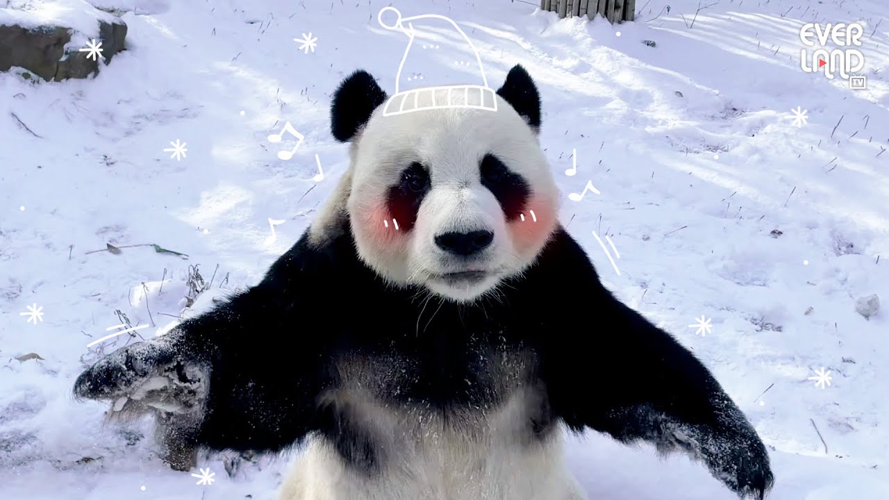러바오가 눈사람이 됐어요!☃️ | #판다와쏭 #24