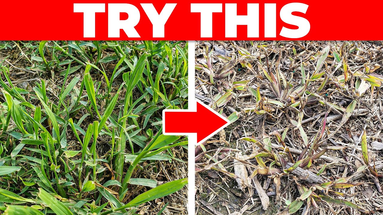 Best Weed Killer Combo for Spot Treating Weeds in Bermuda, Zoysia, Centipede and St Augustine
