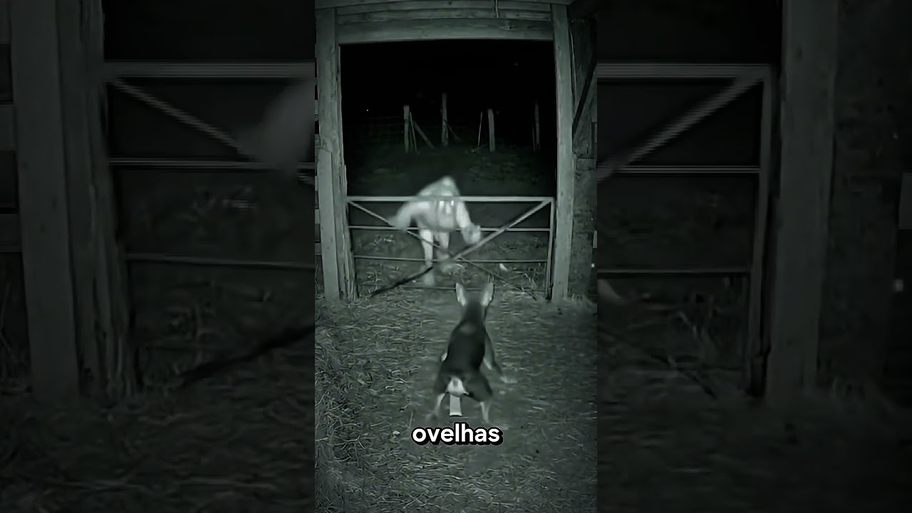 LOBISOMEM Filmado Atacando em fazenda #shorts #terror #lobisomem #garanhuns #pernambuco #lenda #medo