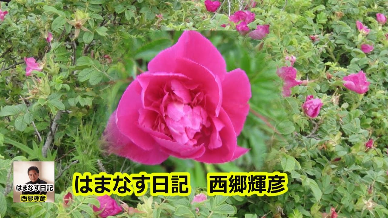 はまなす日記・宴　　西郷輝彦