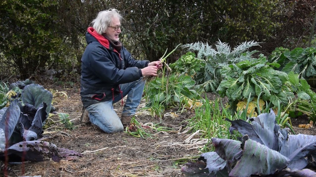 Le Potager du Paresseux : Quels effets ont eu les gelées de décembre ?
