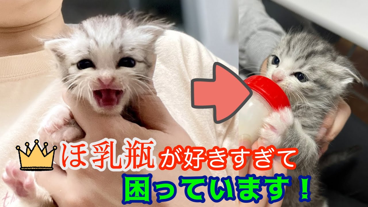 【母親とはぐれた子猫】哺乳瓶が好きすぎて困っています