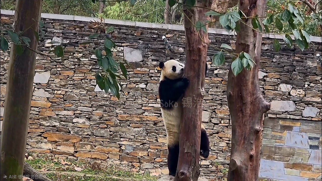 푸야의 귀여운 재롱에 현장은 웃음 가득...ㅋㅋ❤️ | 2월 18일 오전 제1편(푸바오 실시간) Panda Fubao