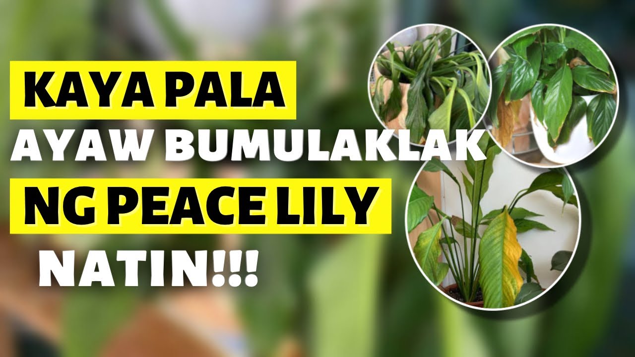 MOST COMMON MISTAKES SA PAG AALAGA NG PEACE LILY!