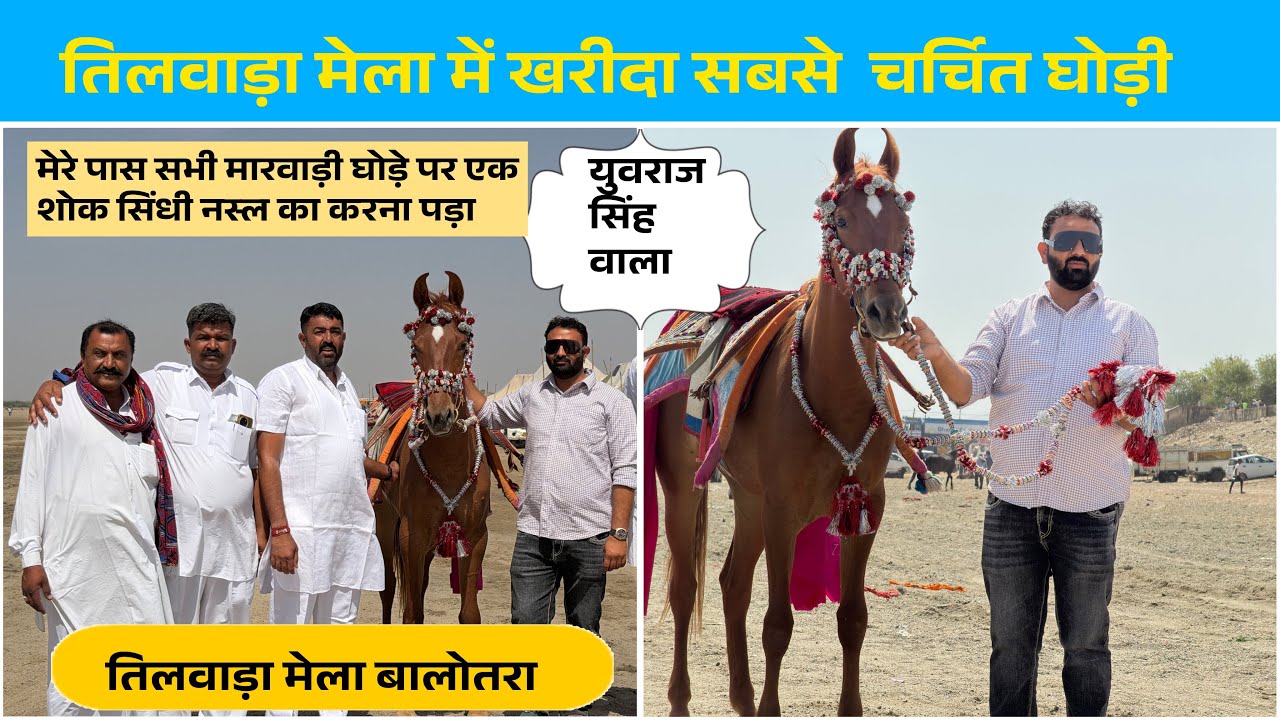“तिलवाड़ा मेले की सबसे महंगी और चर्चित घोड़ी” | मालिक युवराज सिंह | Balotra mela 2026 #indiansindhi 