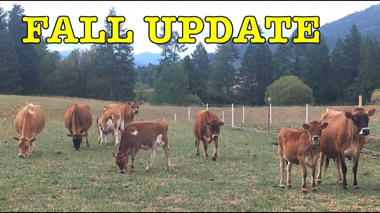 Fall Farm Update: Cows, Horses, Chickens, Pets, Cheese, and Harvest