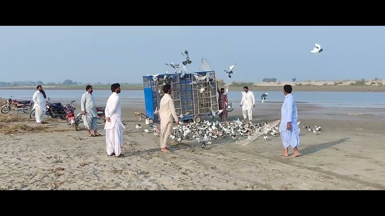 aaj ke mukabale mein  Zahid khosa hai ki jeet Hui 15 kabutaron ke