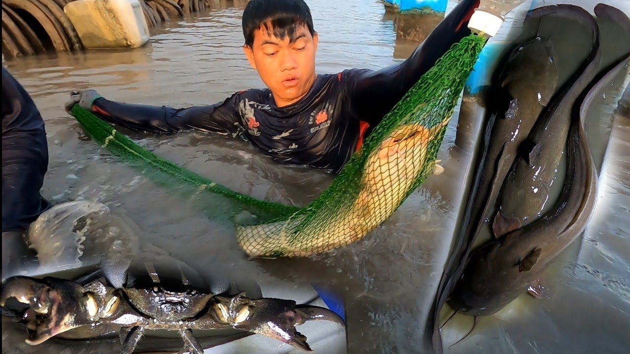Lần Lược Từng Con Cá Ngát Khủng Được Hai Anh Em Đưa Lên Bờ Một Cách Dễ Dàng/Đat Nguyễn Cần Giờ