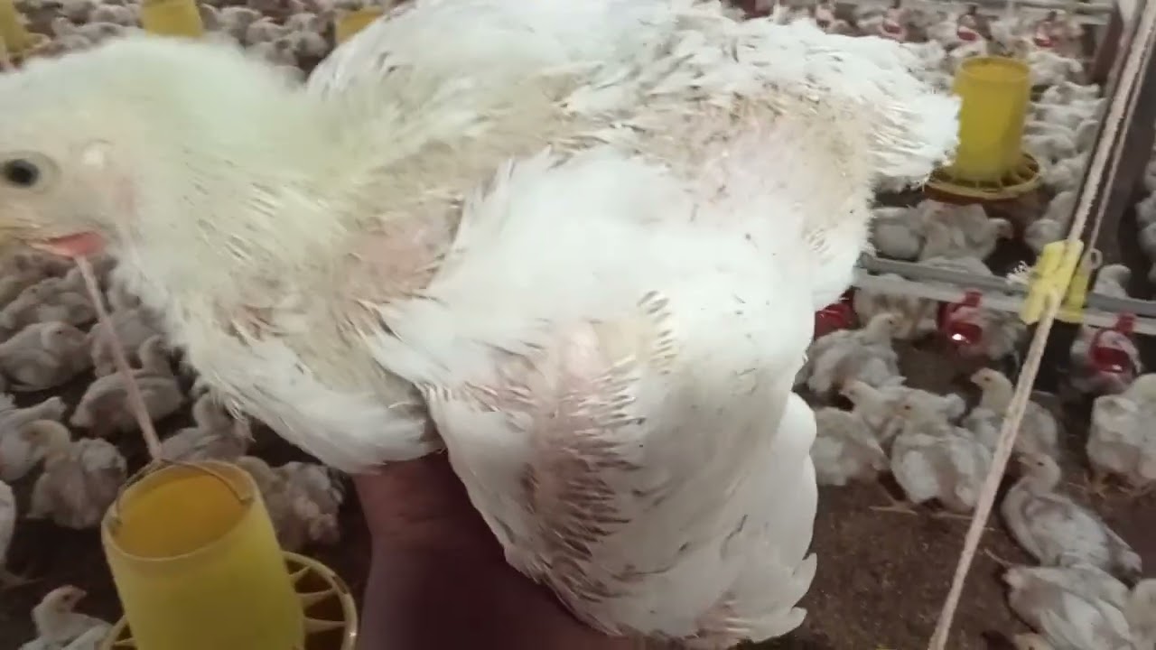 ayam broiler umur 22 hari.bobot diatas 1 kg