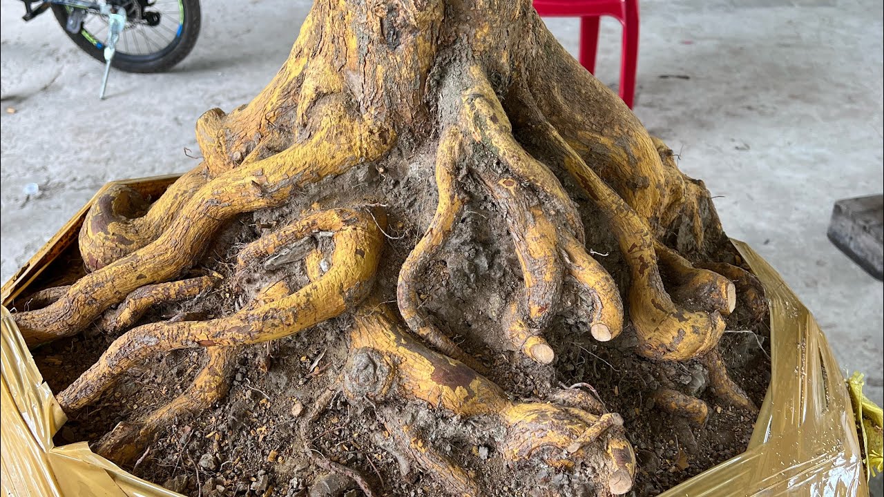 27/02/2026 .lhe 0967688750(nhàn).giao lưu mai vàng 