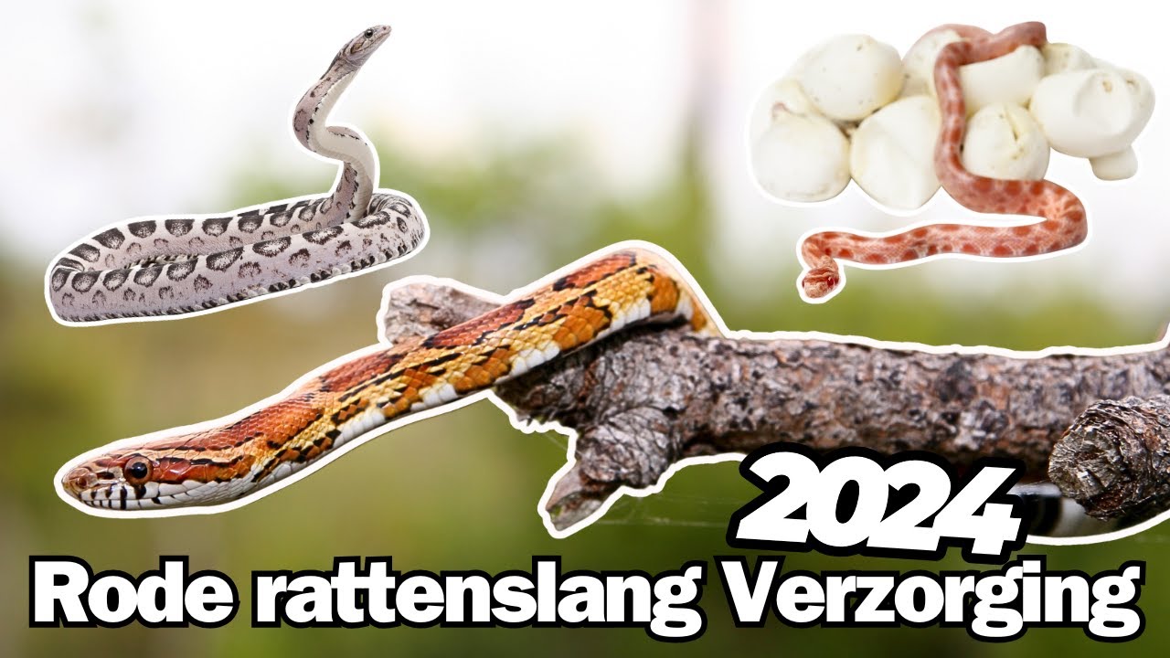 Zo Verzorg je een Rode Rattenslang! | De PERFECTE Slang voor Beginners!