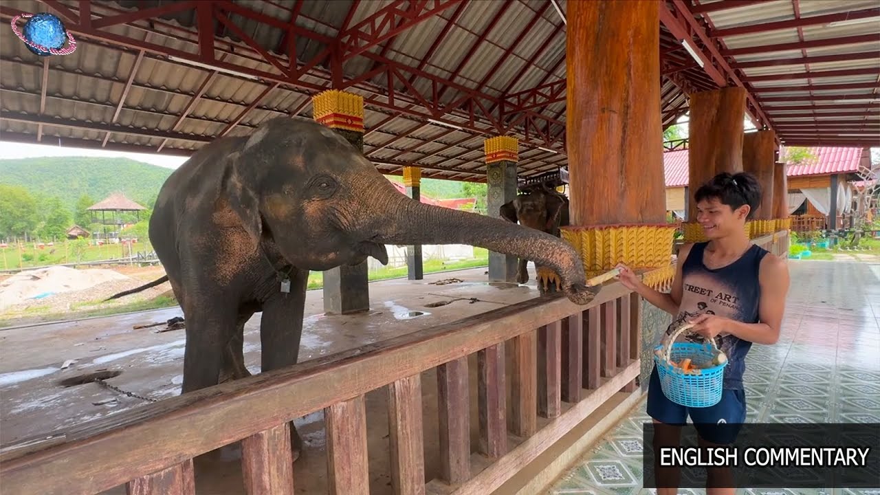 🇱🇦 THAILEX VDO Luang Prabang Elephant Camp: Echoes of Lan Xang's Million Elephants