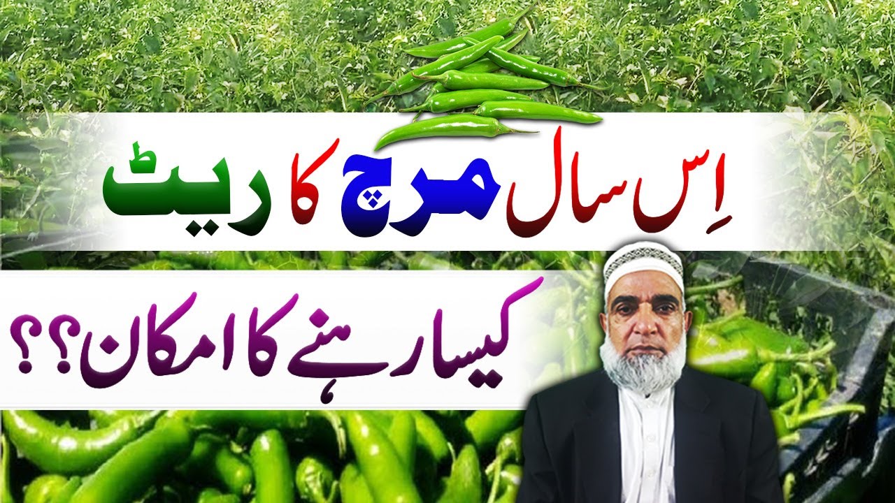 What is expected rate forecast for Chillies in Pakistan in 2026 || Crop Reformer