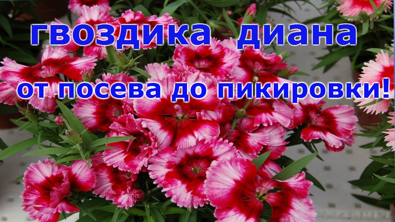 Гвоздика Диана! от посева до пикировки в стаканы.