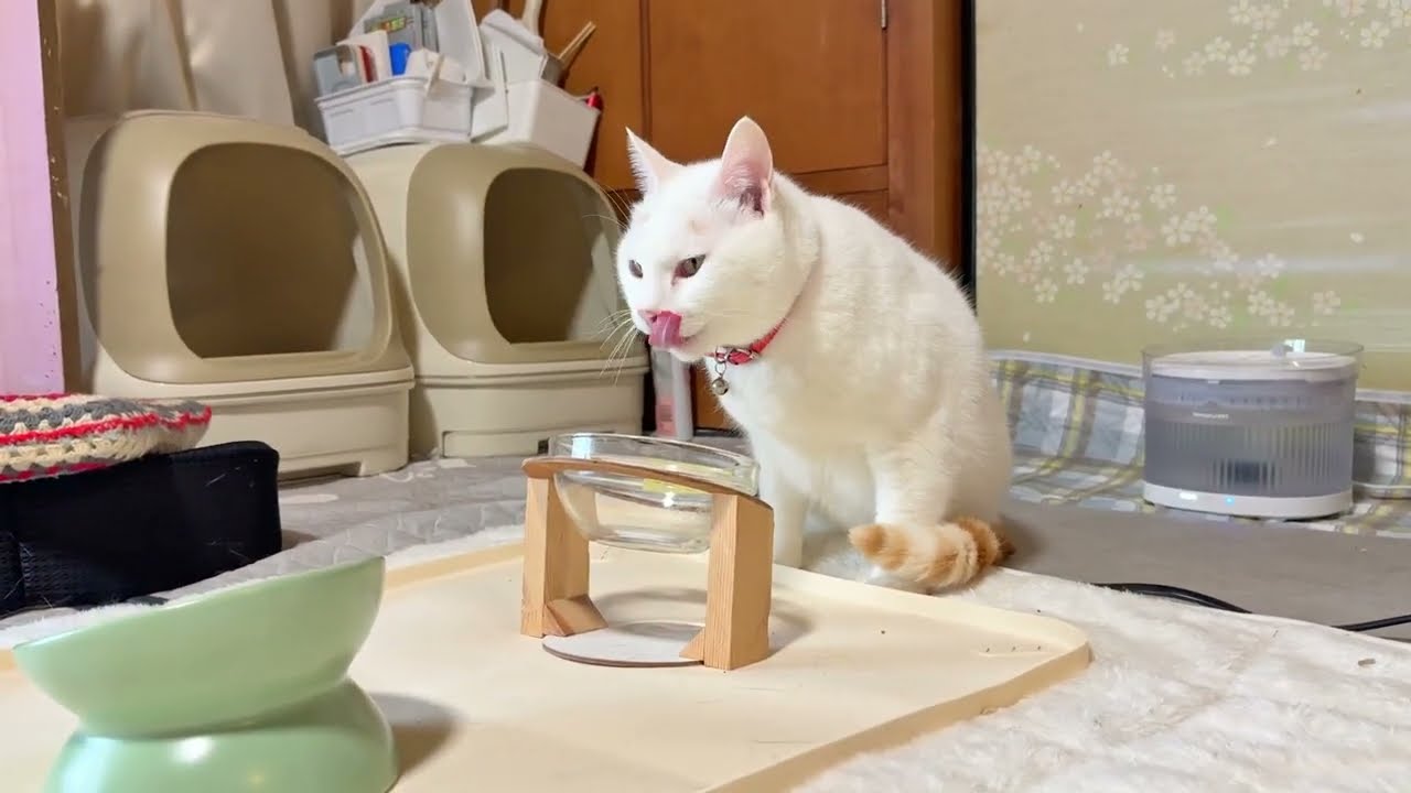 晴れたり雨が降ったり変なお天気ですお昼ごはん【26年3月4日その5】