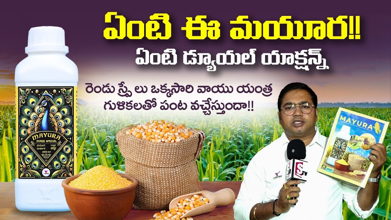 #మొక్క జొన్నలో కత్తెర పురుగు కు+మొక్క బలంగా రావడానికి 