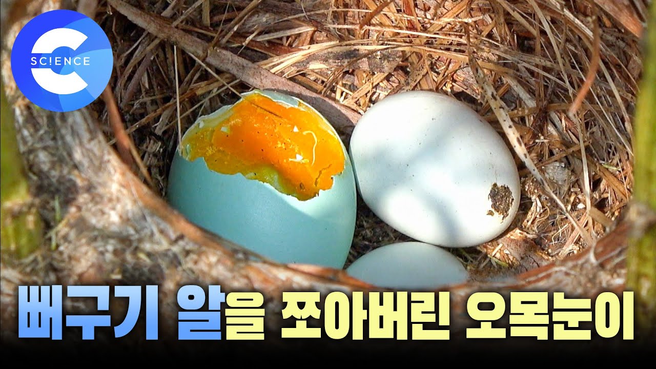 뻐꾸기는 왜 남의 둥지에 알을 낳을까? 🐣 탁란 | 붉은머리오목눈이