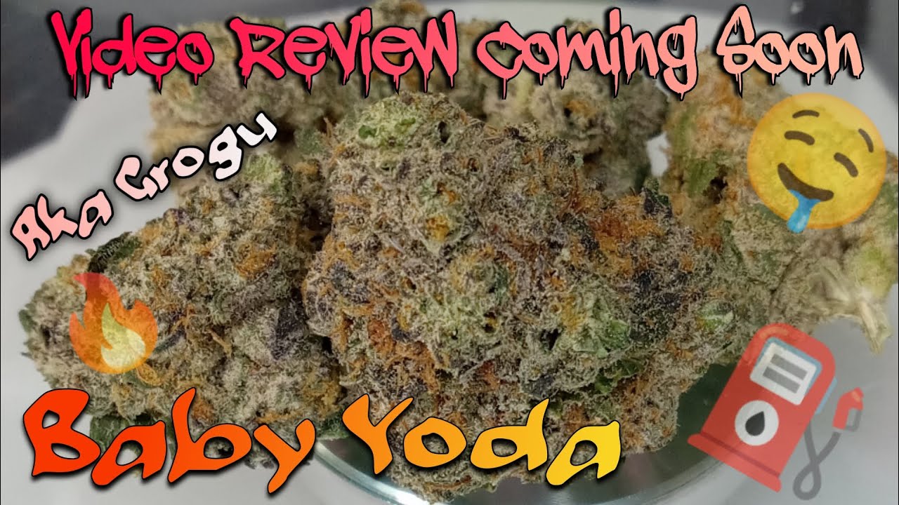 #80 Baby Yoda Aka Grogu (Video Review Coming Soon)Rise Dispensary Product