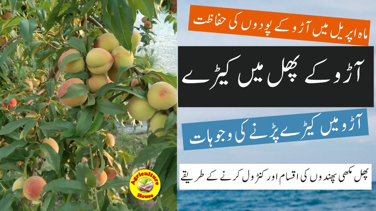 How to Control Peach Fruit Fly / آڑو کے پھل میں کیڑے اور انکا کنٹرول