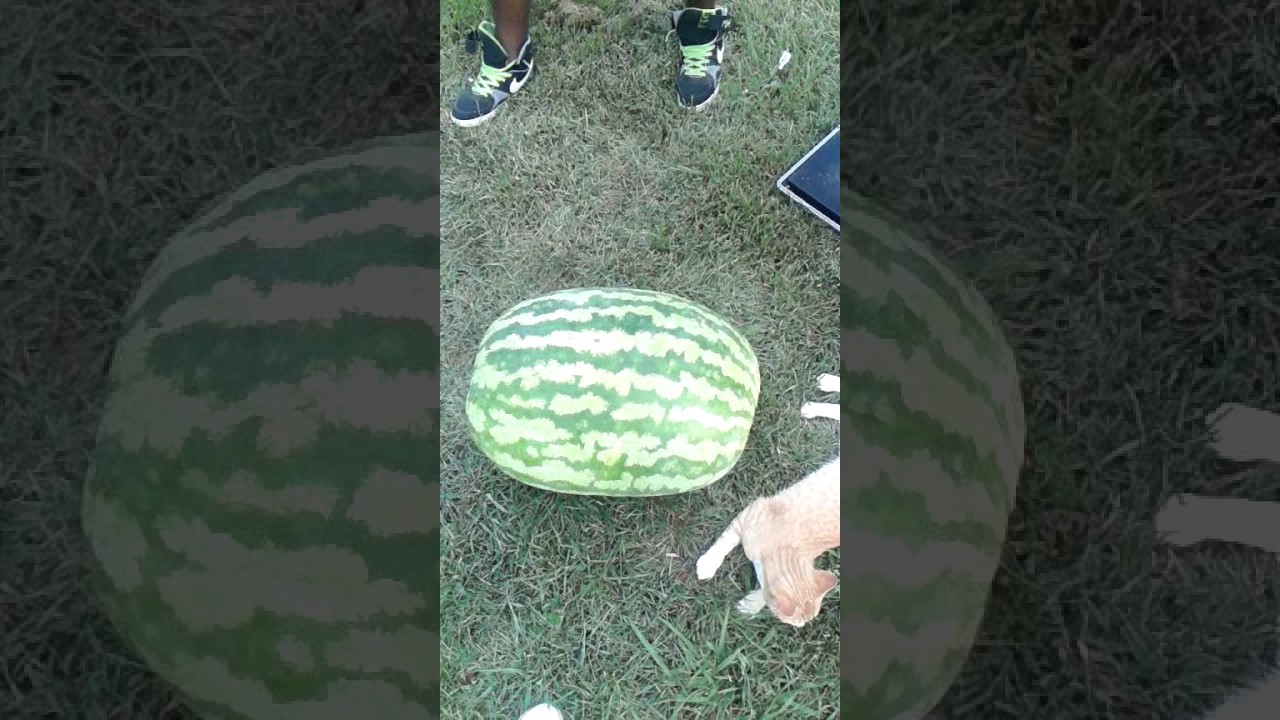 Big Watermelon