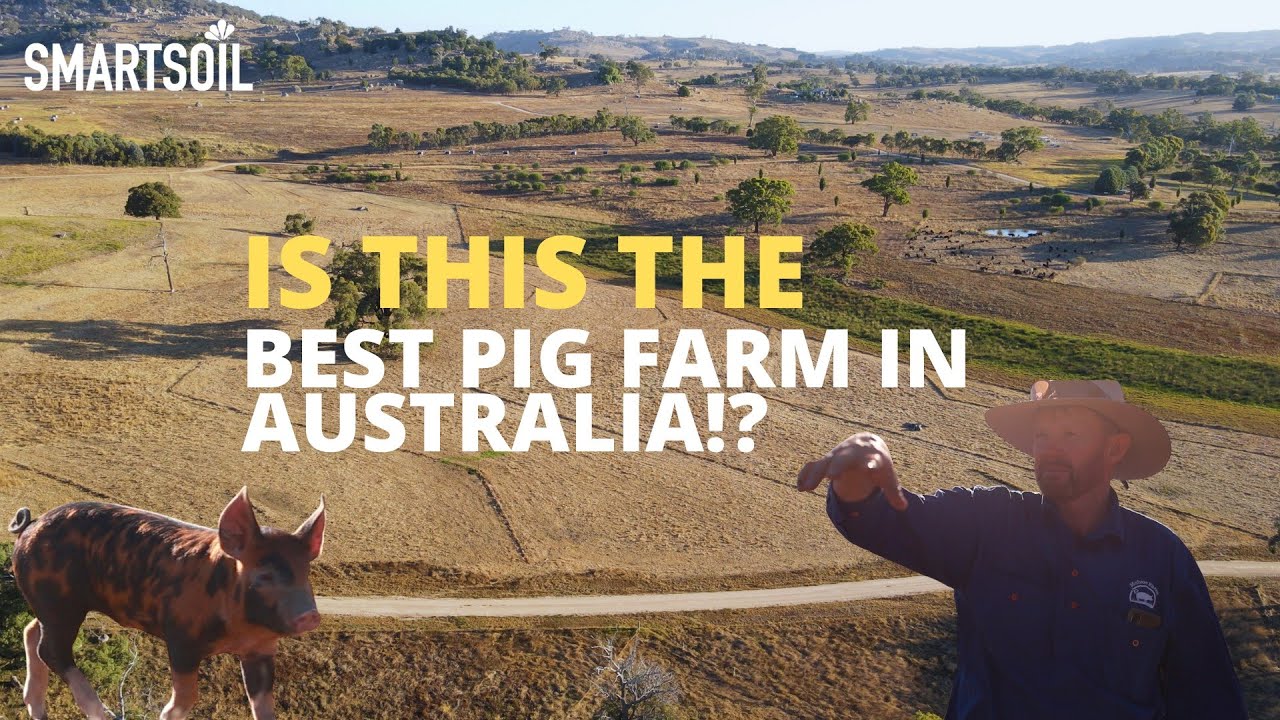 Is This Australia’s Best Pig Farm? 🐖 | Regenerative Farming with Jason Hagan – McIvor Farm, Victoria