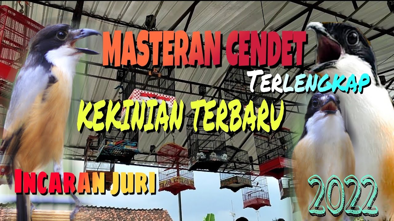 Masteran cendet FULL tembakan, roll speed, incaran juri digantangan,