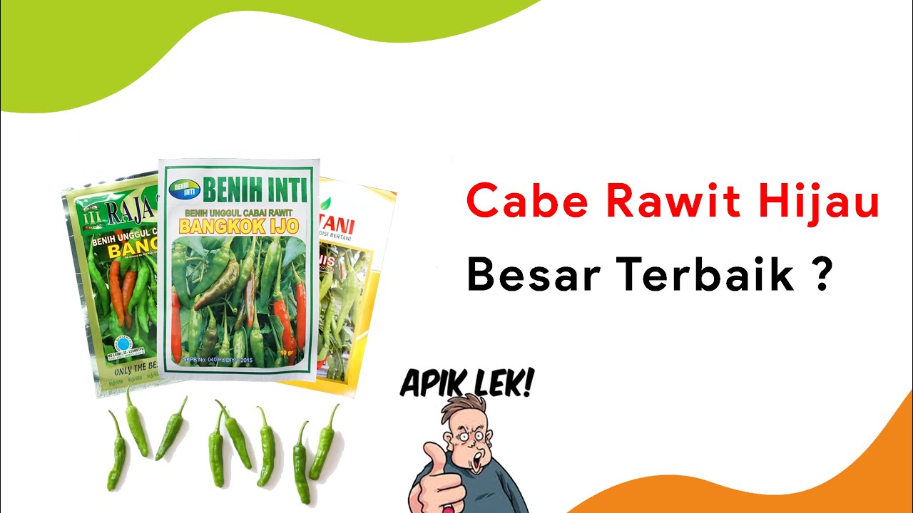 Perbandingan 3 Rawit Hijau Rengganis, Bangjo, dan Bangkok Ijo, Mana Yang Terbaik ?