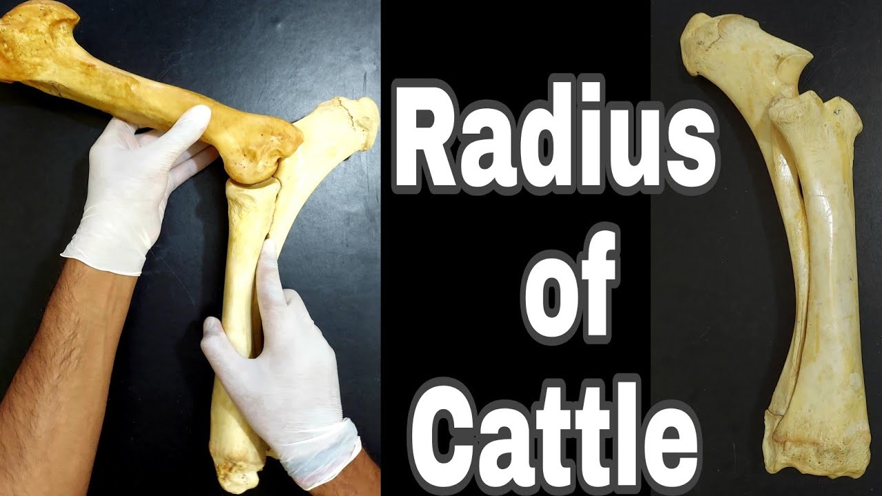 Radius of Cattle || Practical approach || Simplified ✔|| by Aniket tyagi
