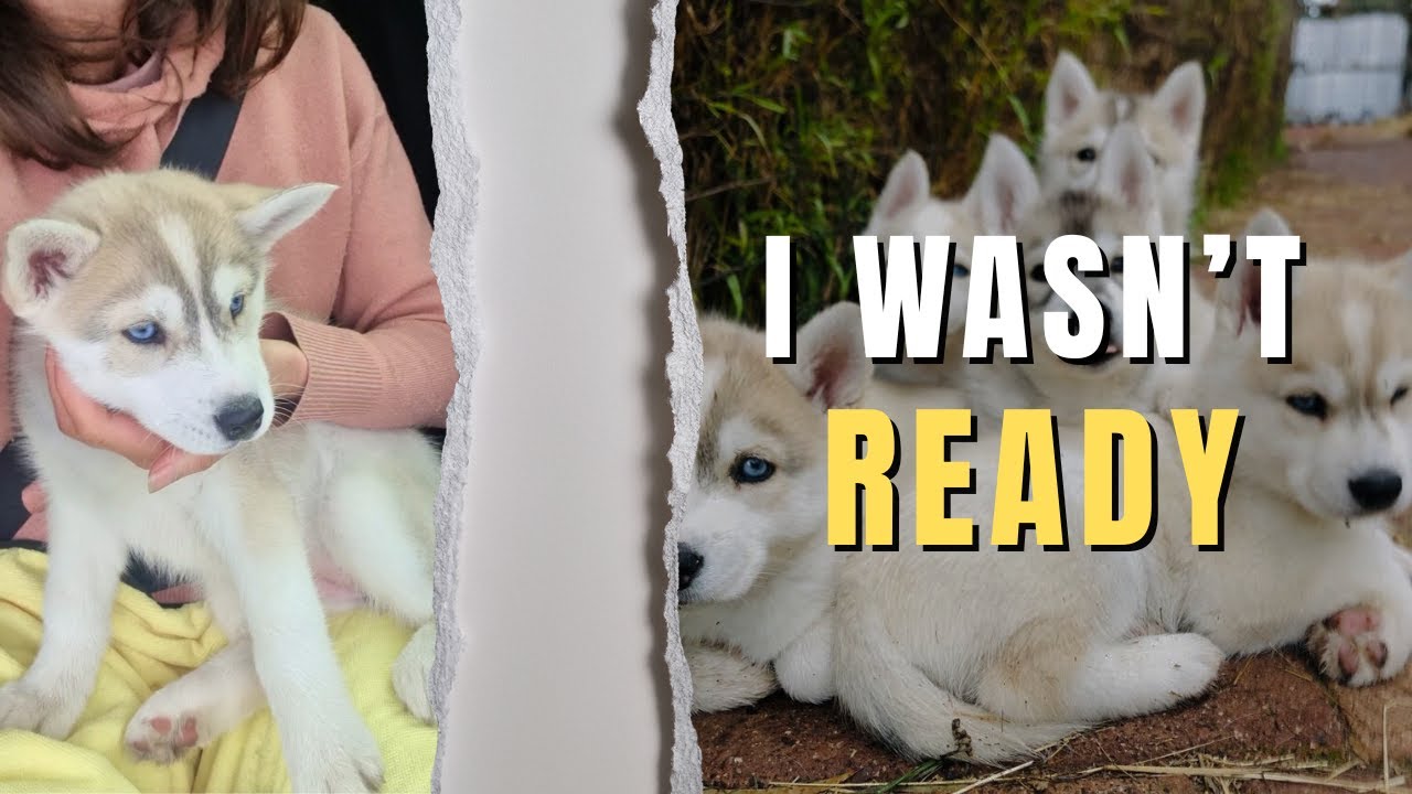 Taking Our Husky Puppy Home for the First Time (I Wasn’t Ready)
