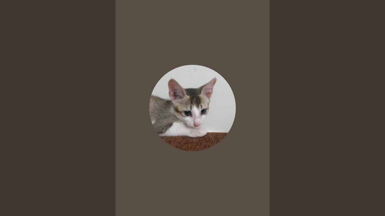 Misticarosecates #shorts #catvideo # Catfun #commedy #yt