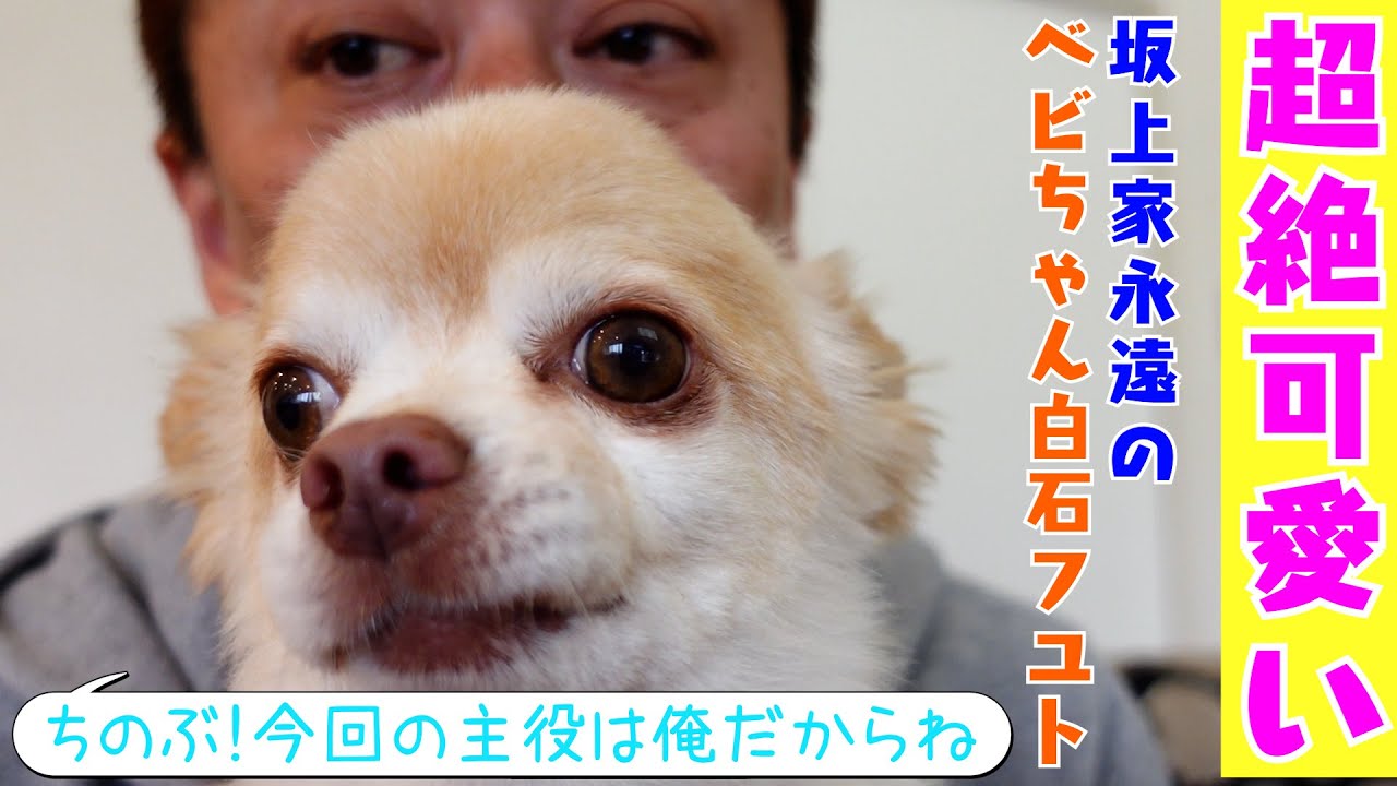 【真打登場⁈】フユトの可愛すぎる日常！坂上パパのアテレコも炸裂！