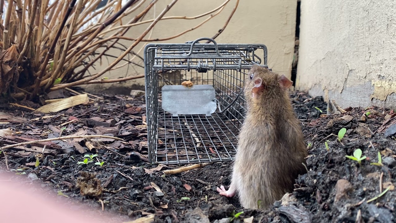Cage Traps - Humane Rodent Trap to Catch Mice and Rats