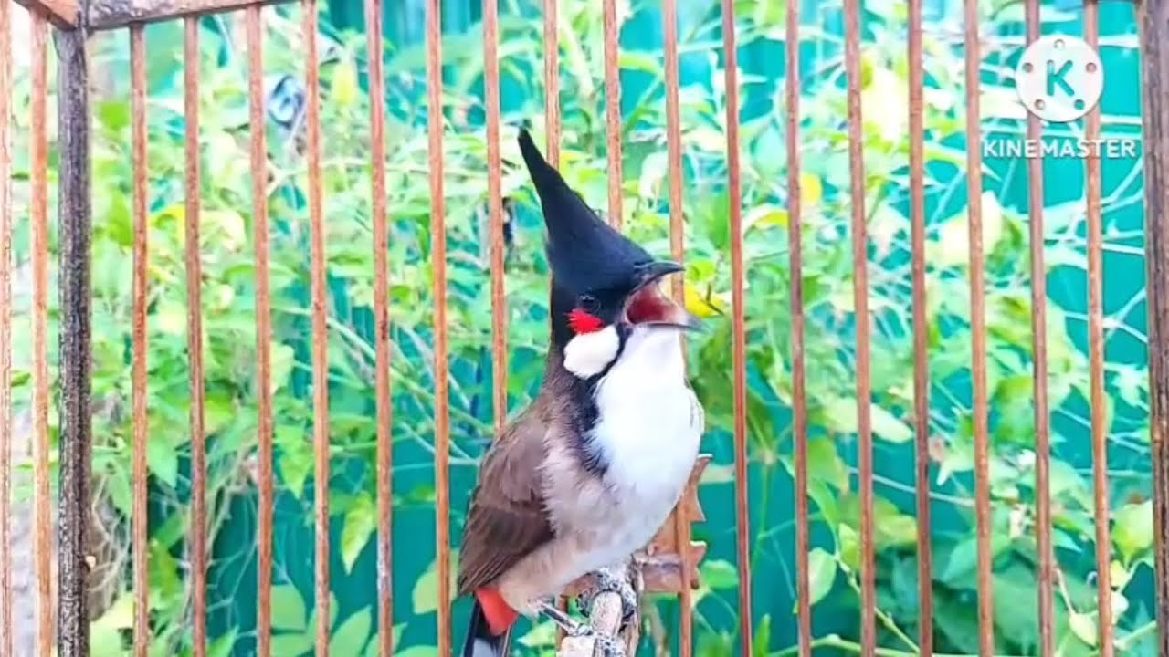 นกกรงหัวจุก จ้าวมาดี สำนวนดี #birds #chaomao #cute #bulbulbird #animals #nature #jambul #beautiful 