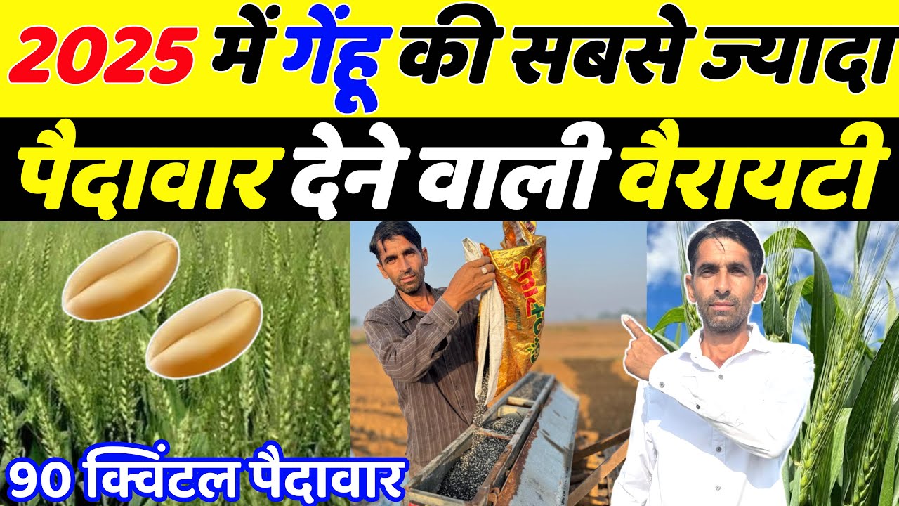 भारत में गेहूँ की सबसे ज्यादा पैदावार देने वाली वैरायटी | Gehu ki top variety 2025 | Gehu ki kheti