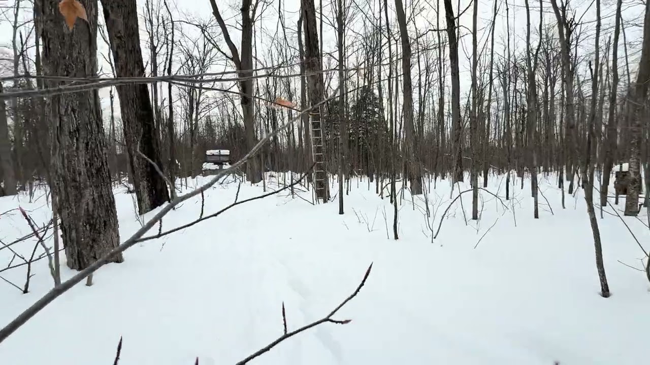 Snowshoe behind the house 16 Feb 2026 Part 2/2