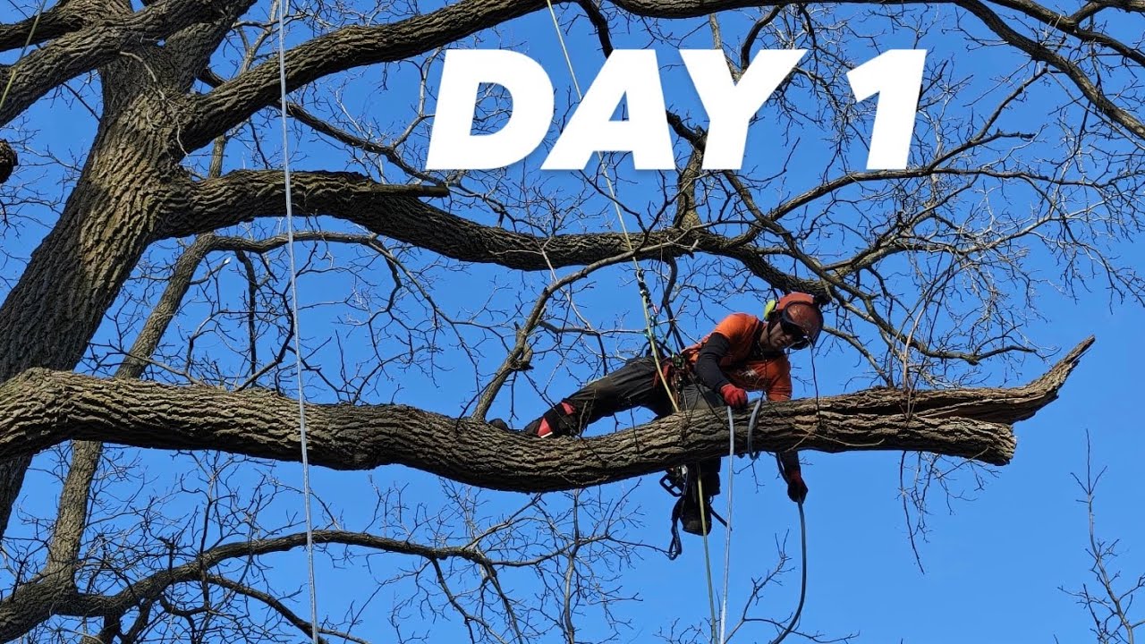 My biggest tree removal yet (DAY 1)