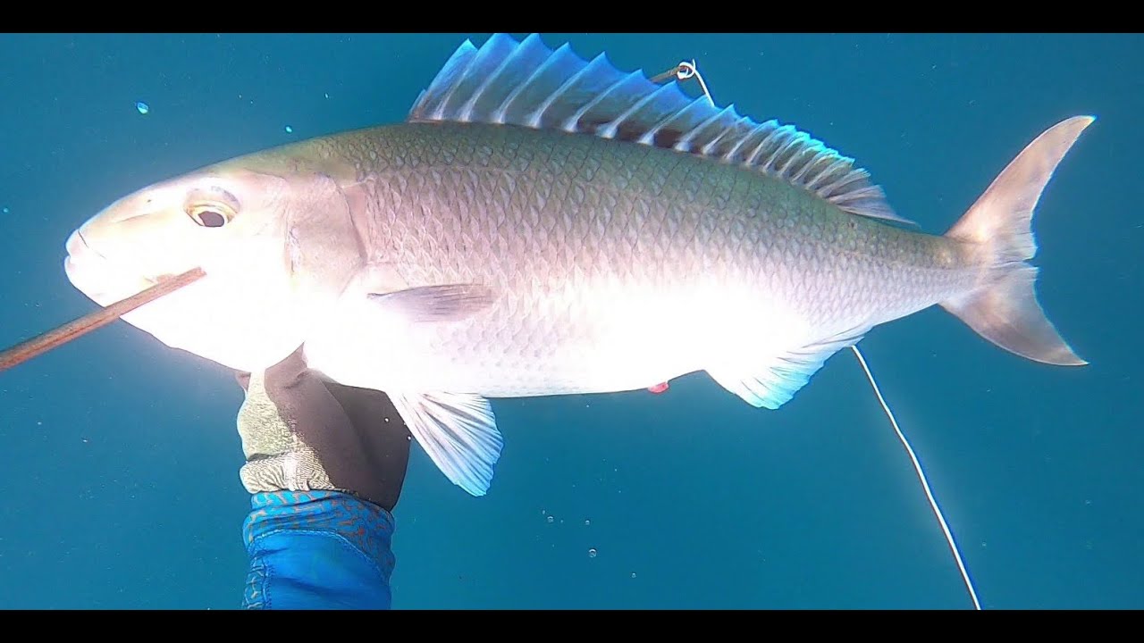 Spearfishing French Polynesia - Hiva Oa - Marquesas