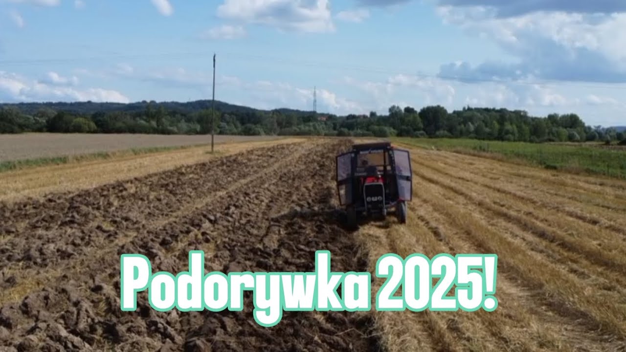 😍Oporowa Podorywka 2025🚜MF-255/Pług 3-ka🥰