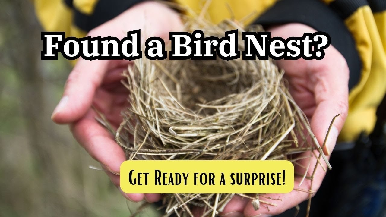 Found a Bird's Nest? Here's What It Means for You... #birds #symbolism #spirituality