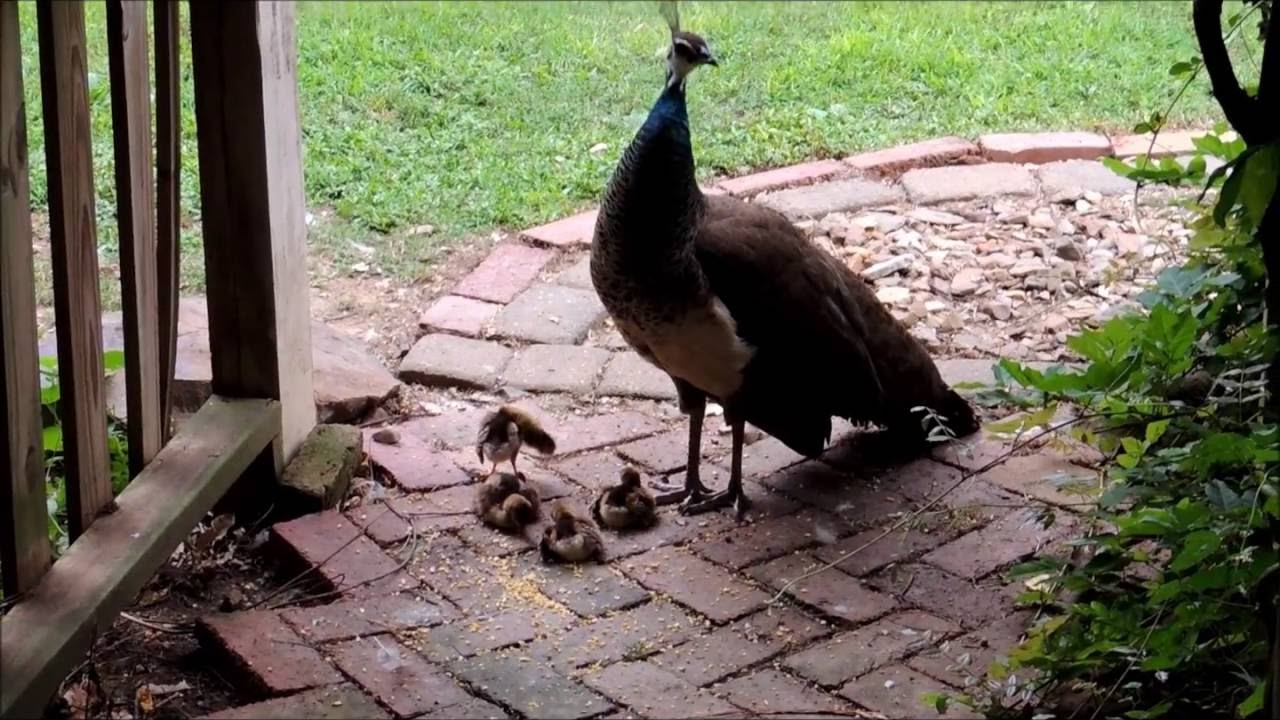 Baby Peacocks!  Peachicks and mother Peahen...Hettie Pepper