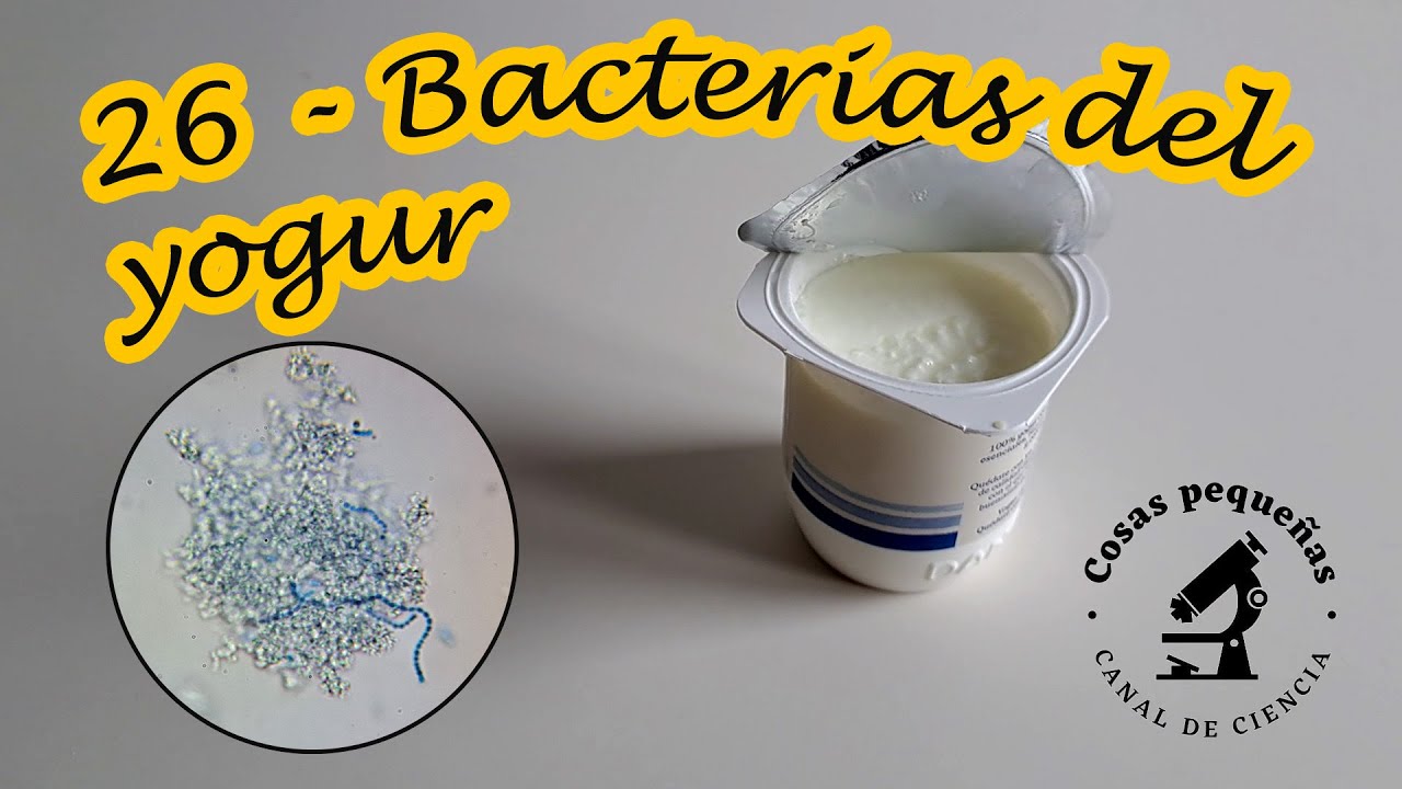 26   Bacterias del yogur