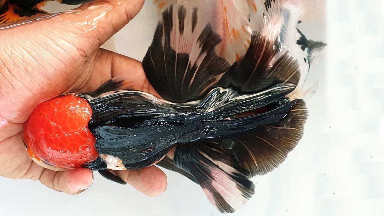 The most beautiful fish one earth are goldfish | Goldfish farm