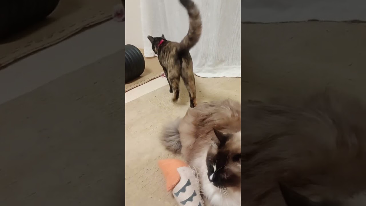 #もふもふ猫#ロシアンブルー#サビ猫#ラグドール